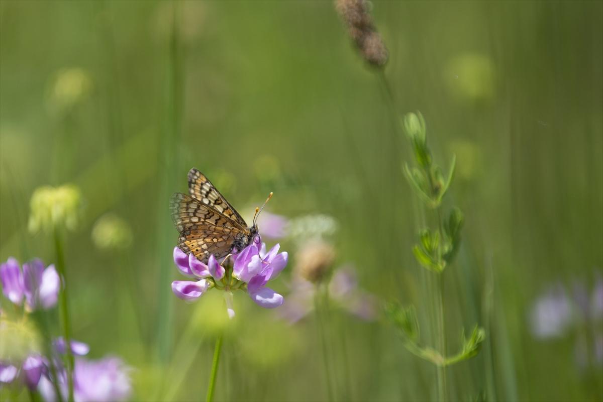 Tunceli'nin kelebekleri