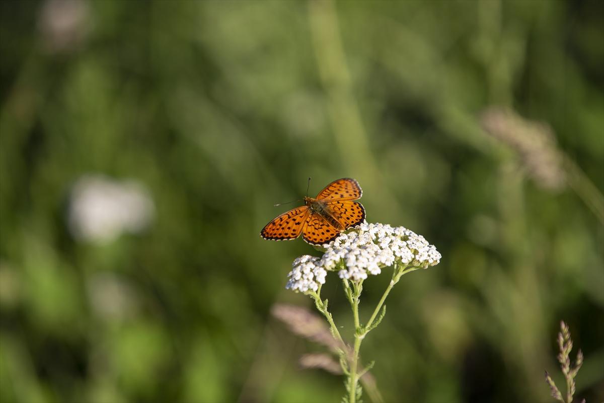 Tunceli'nin kelebekleri