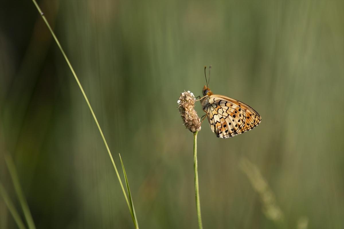Tunceli'nin kelebekleri