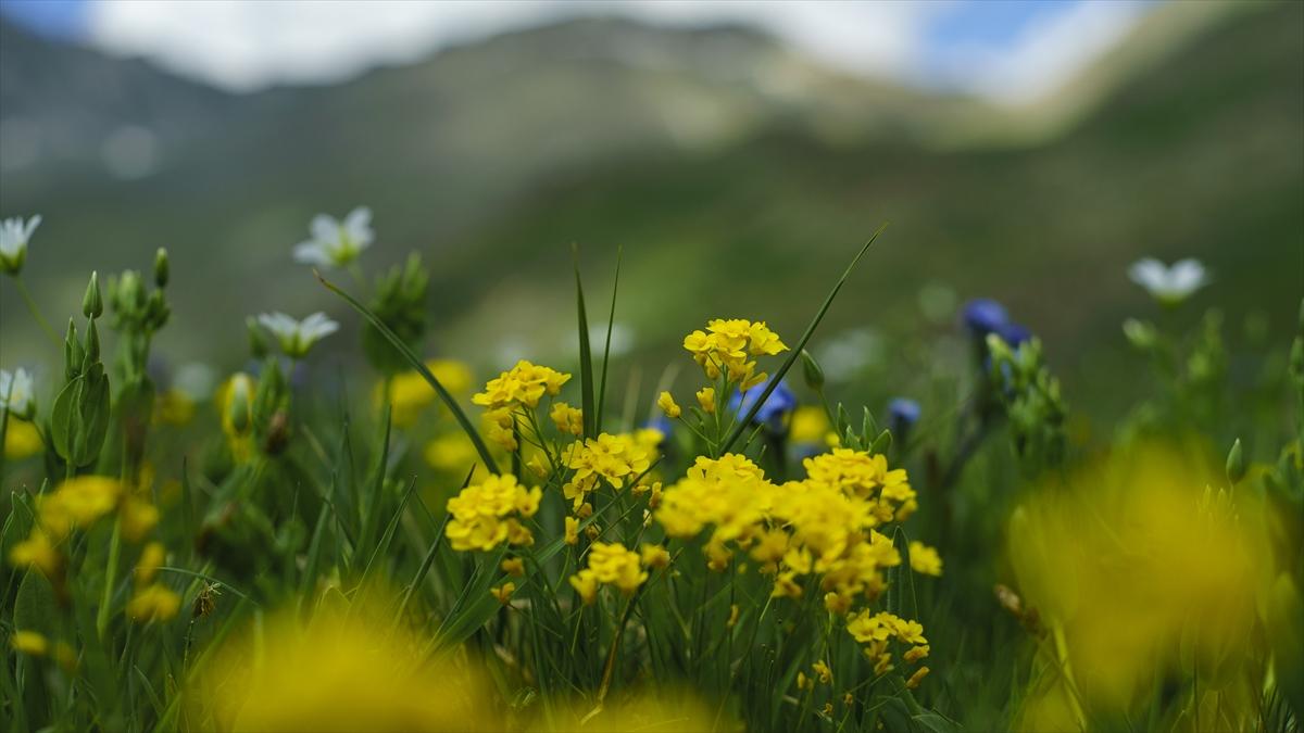 Kaçkar Dağları, bayramda doğa tutkunlarının uğrak adresi oldu