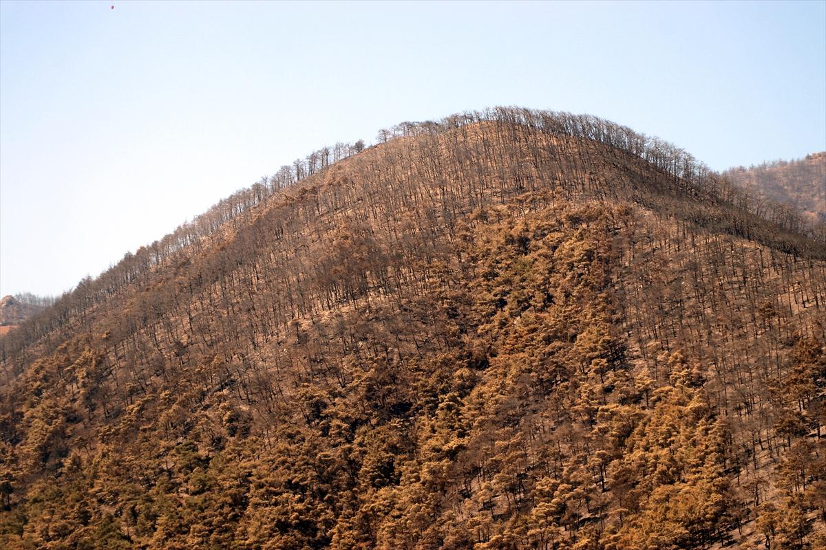 3 gün boyunca alev alev yandı! Hatay'da orman yangınından geriye kalan manzara
