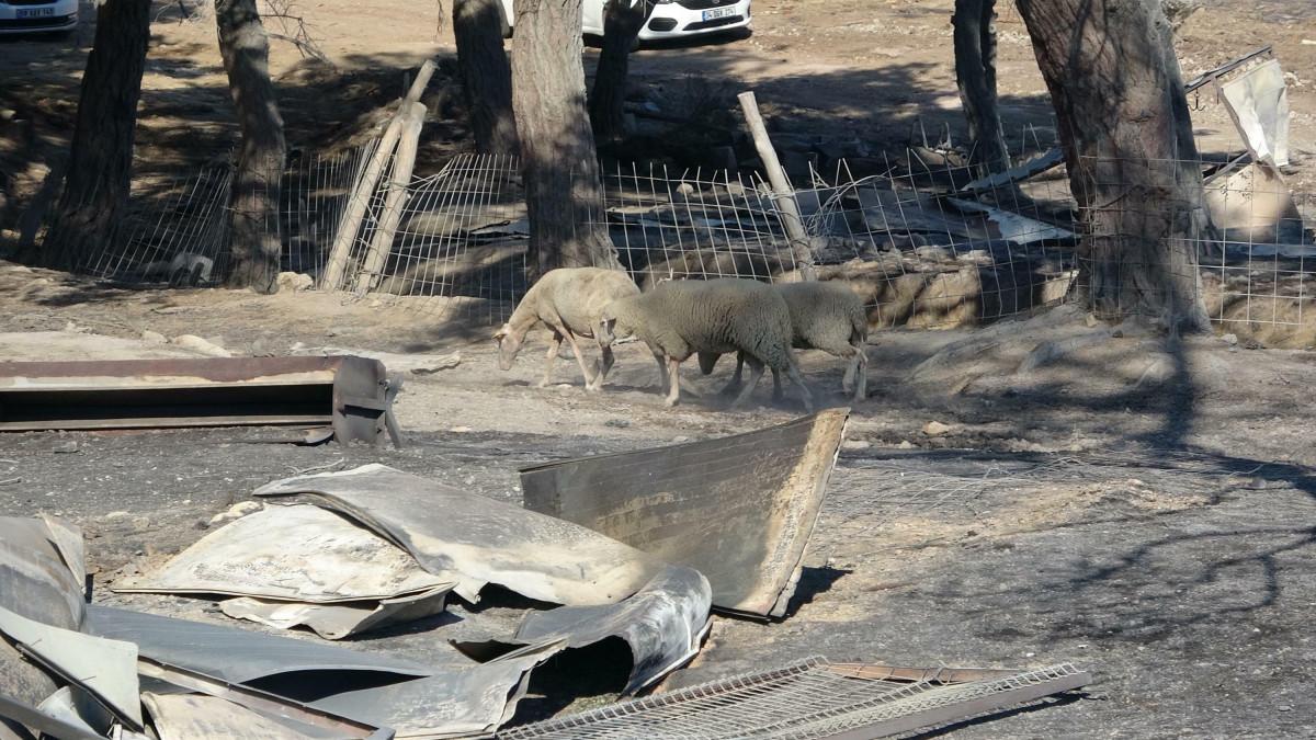 Çanakkale'de orman yangını 52 saat sonra kontrol altına alındı