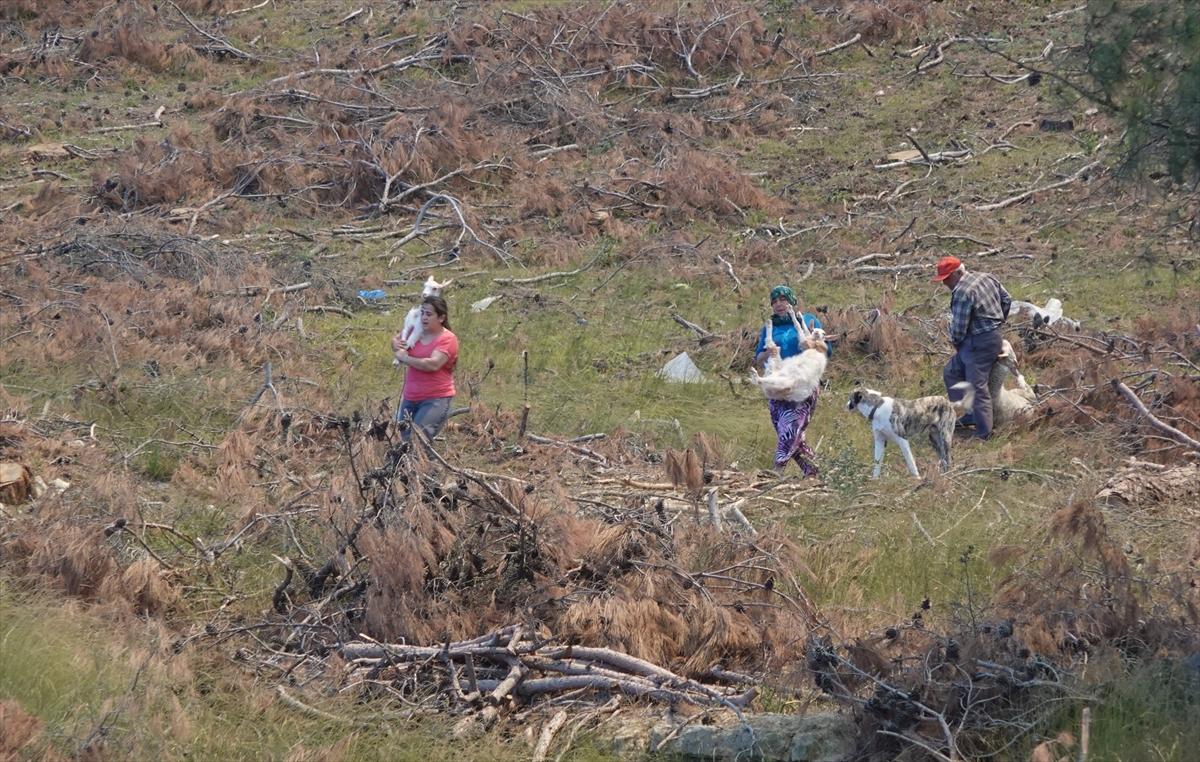 Çanakkale'de orman yangını 52 saat sonra kontrol altına alındı
