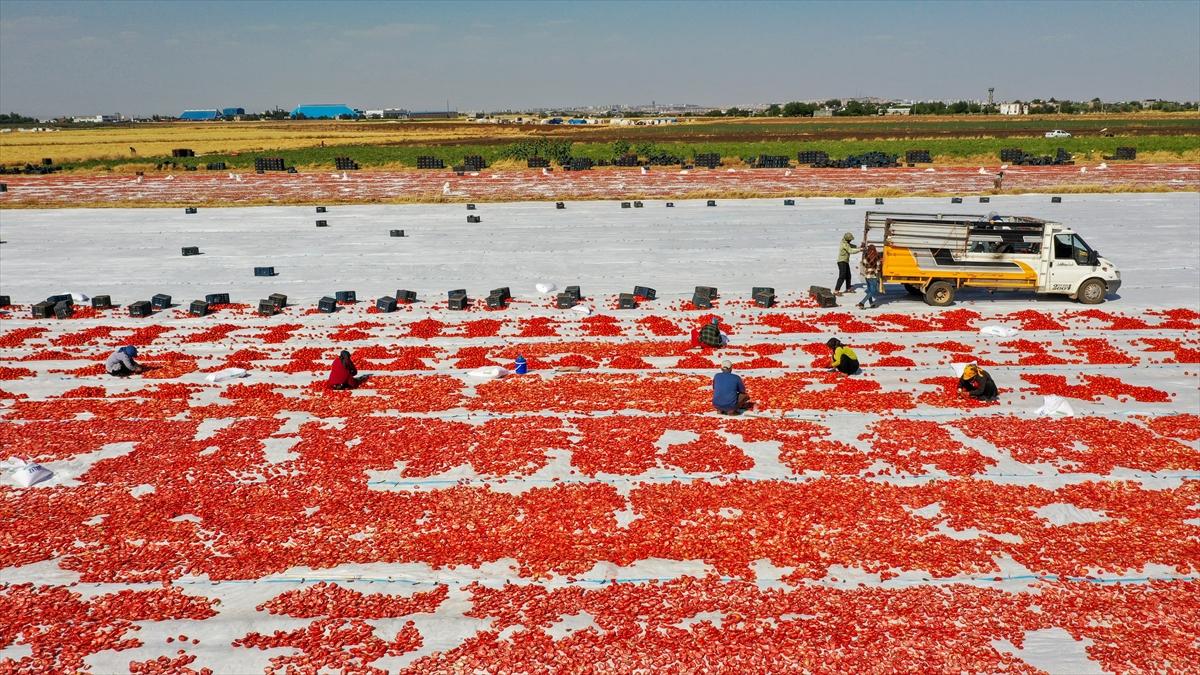 Domates hasadından renkli görüntüler