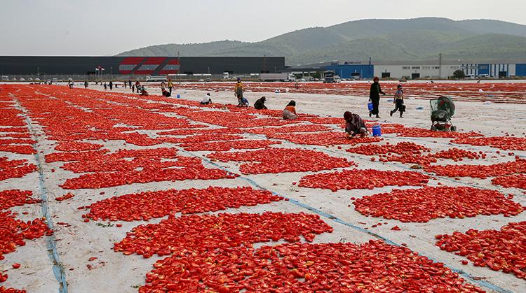 Domates hasadından renkli görüntüler