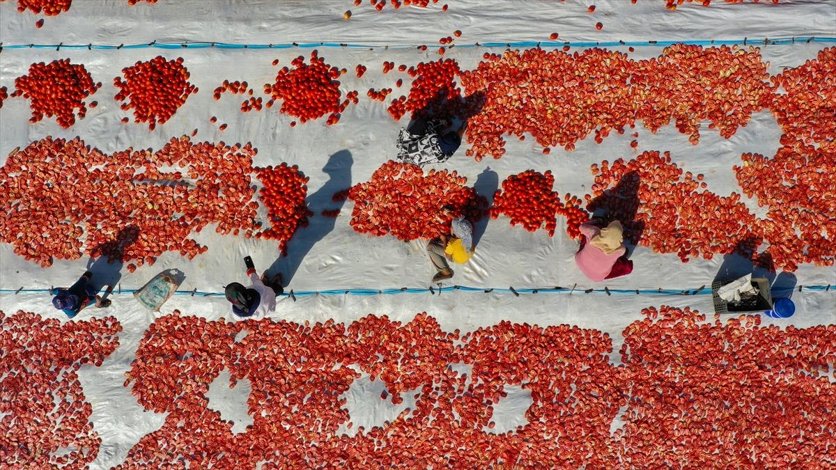 Domates hasadından renkli görüntüler