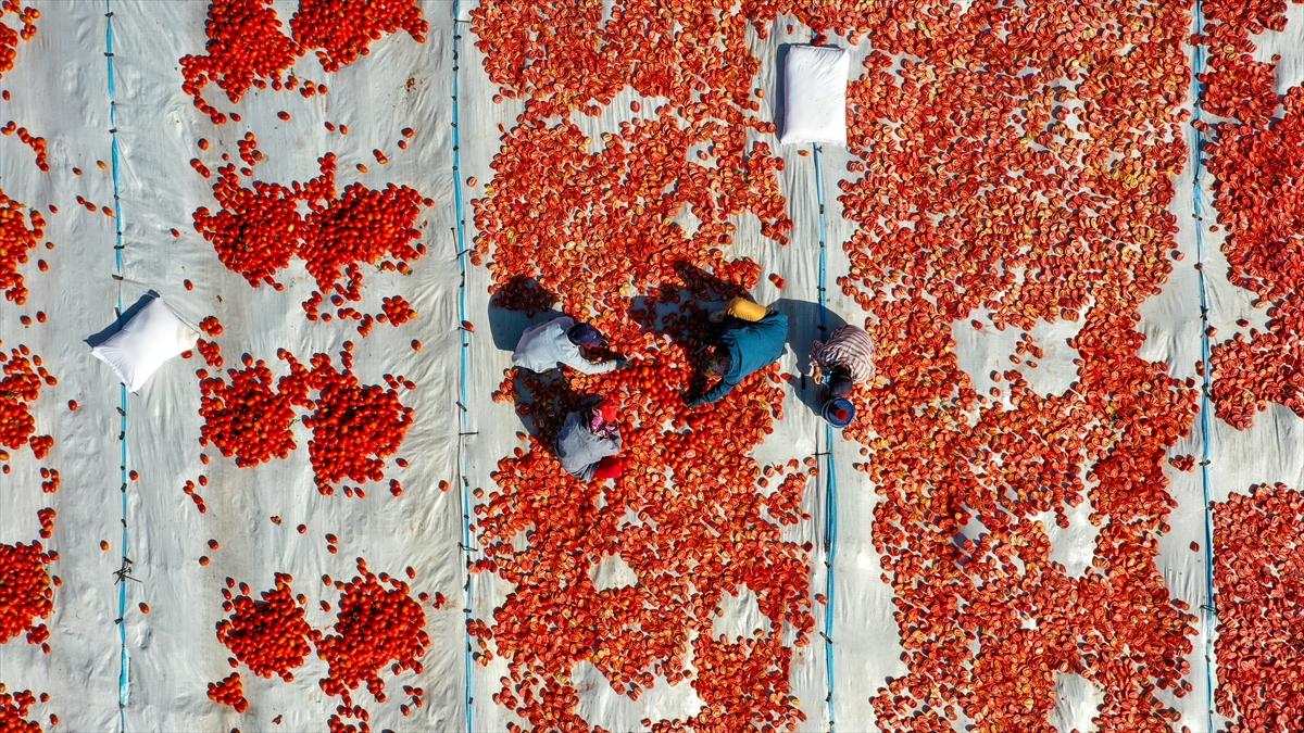 Domates hasadından renkli görüntüler