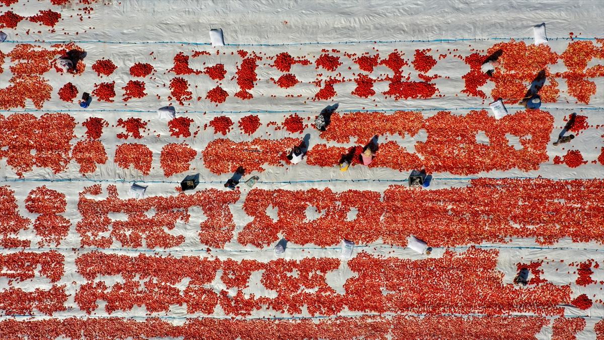 Domates hasadından renkli görüntüler