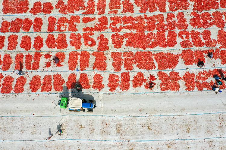 Domates hasadından renkli görüntüler