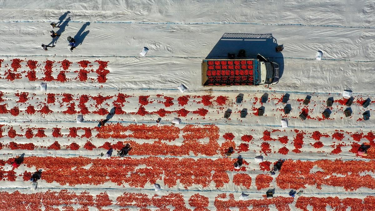 Domates hasadından renkli görüntüler