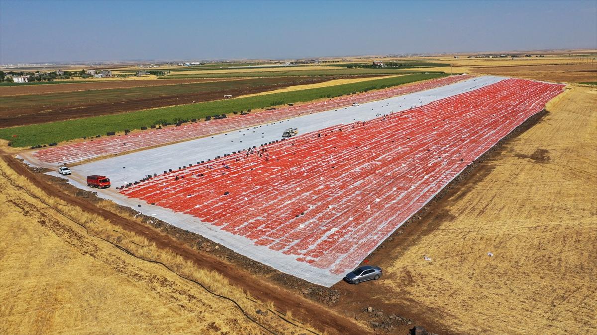 Domates hasadından renkli görüntüler