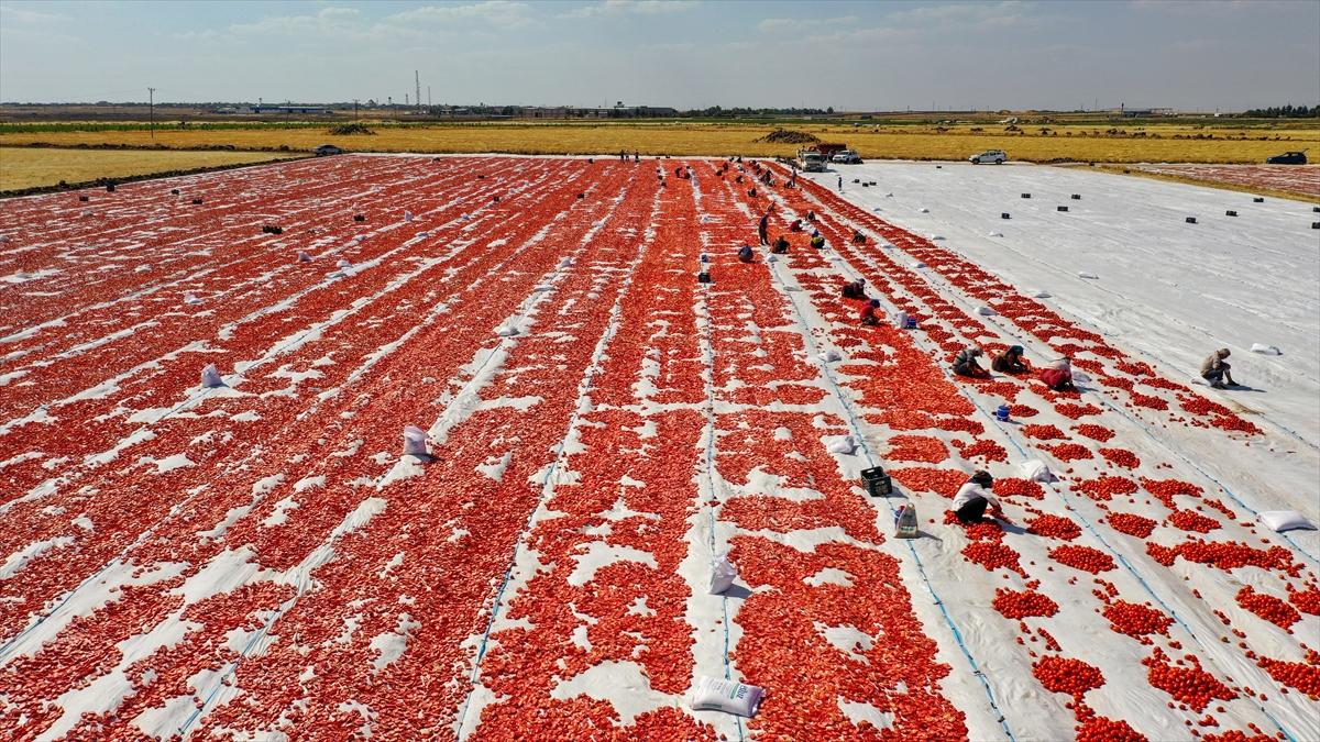 Domates hasadından renkli görüntüler