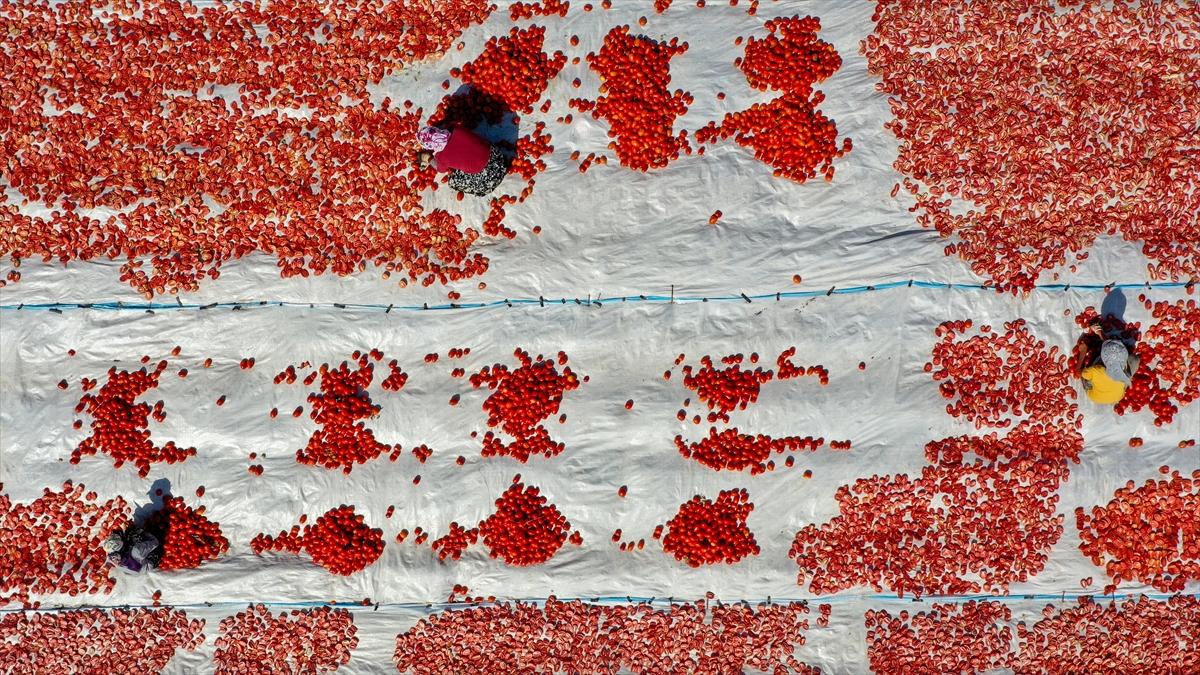 Domates hasadından renkli görüntüler