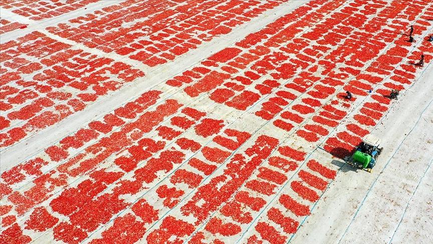 Domates hasadından renkli görüntüler