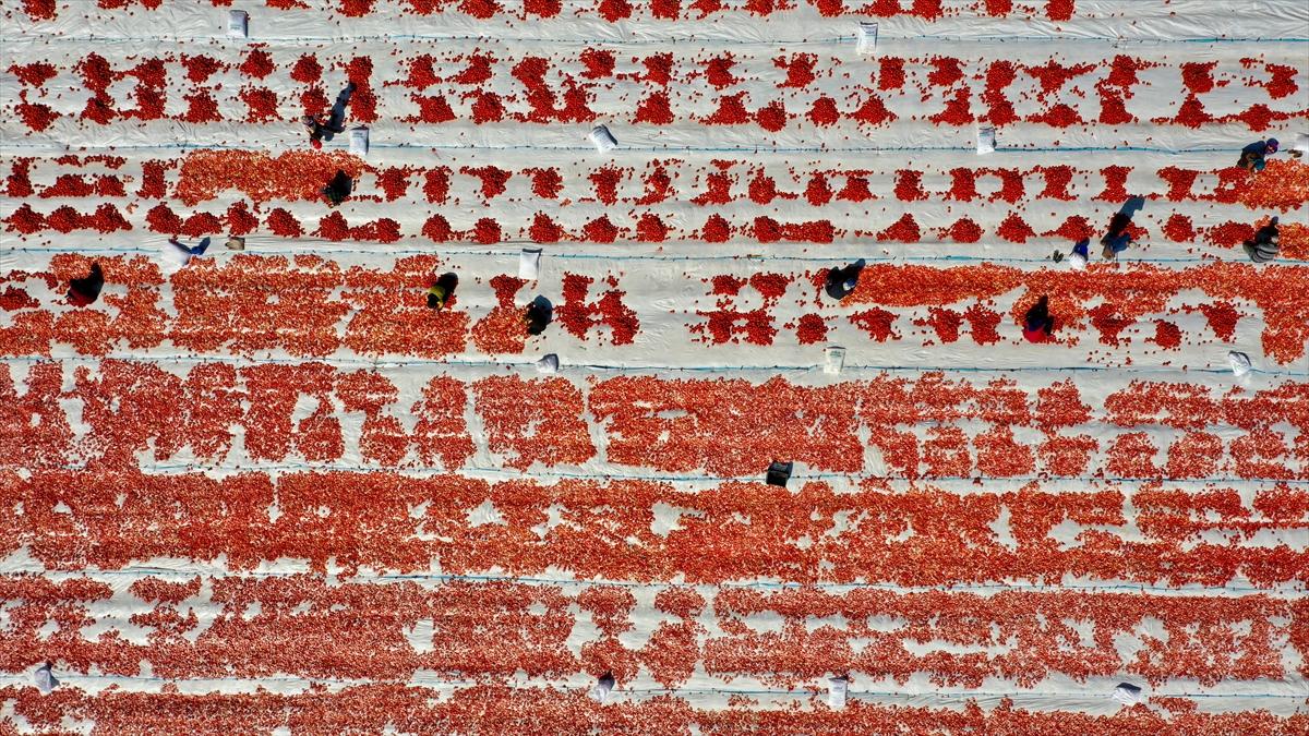 Domates hasadından renkli görüntüler