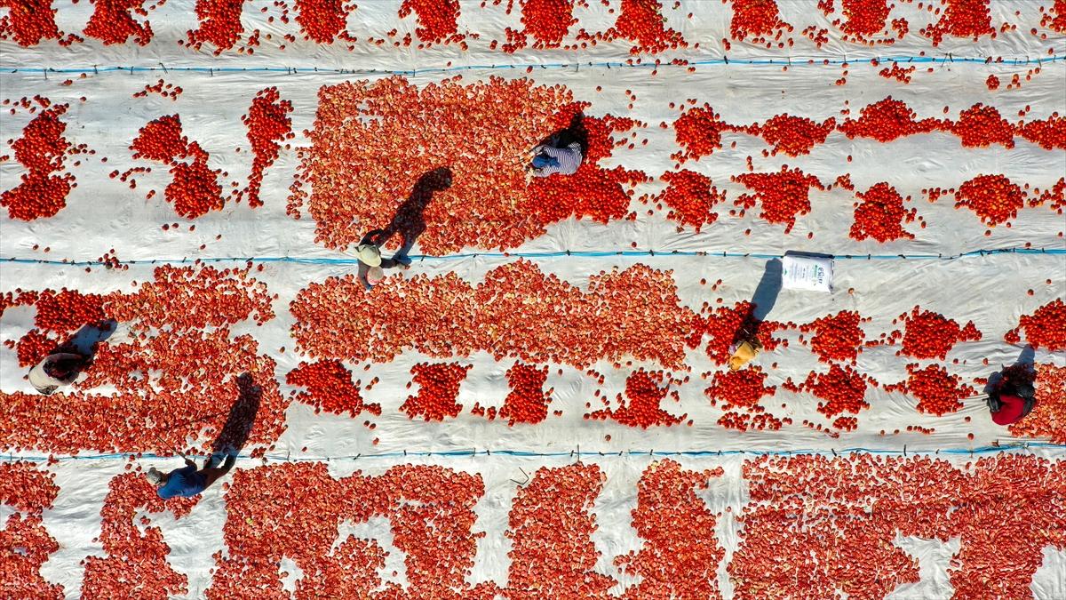 Domates hasadından renkli görüntüler