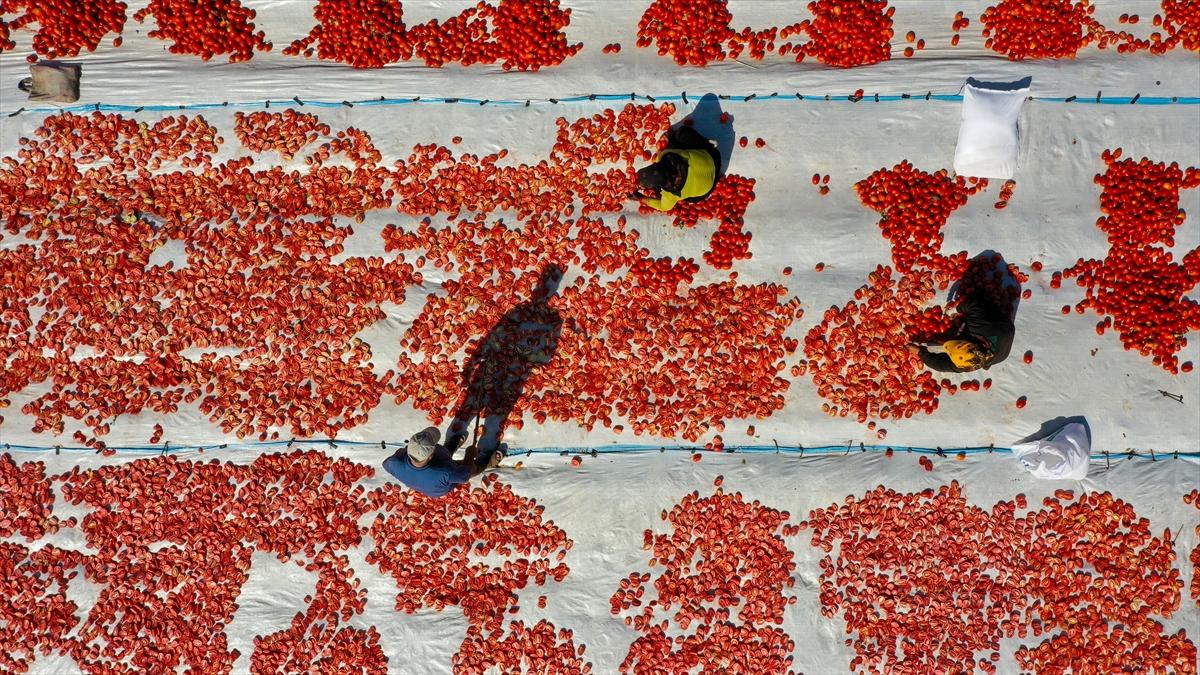 Domates hasadından renkli görüntüler
