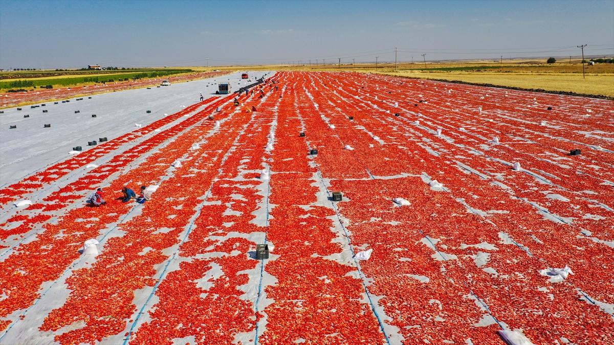 Domates hasadından renkli görüntüler