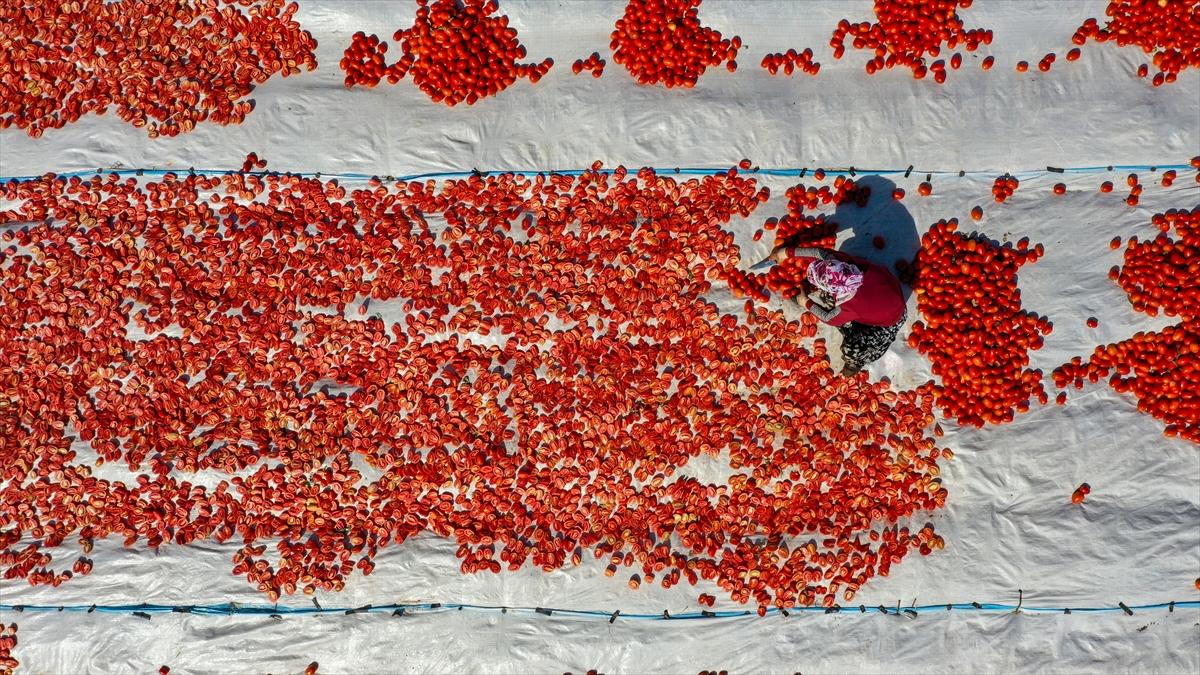 Domates hasadından renkli görüntüler