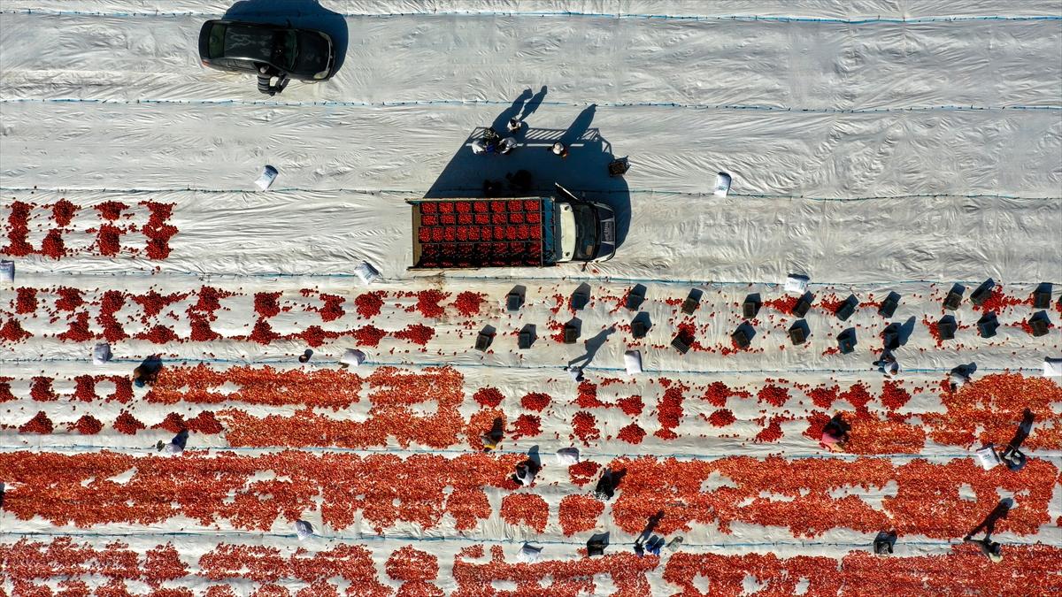 Domates hasadından renkli görüntüler