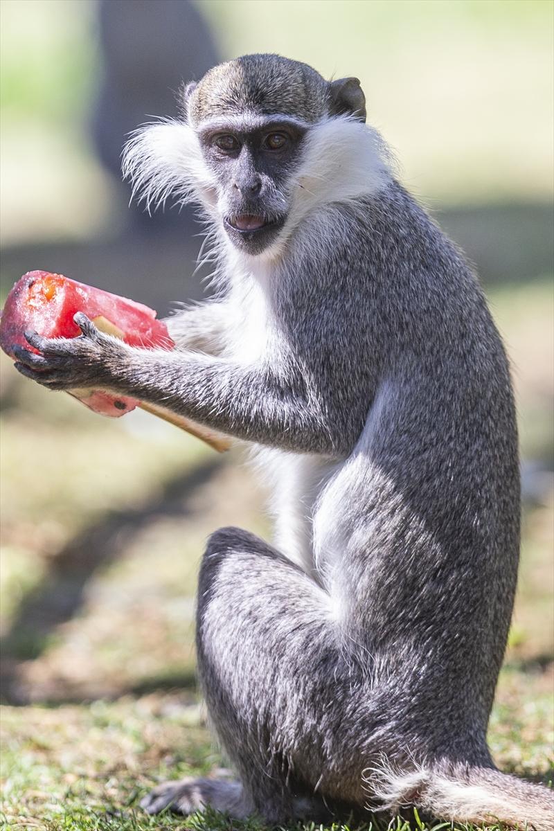 Hayvanat bahçesinde buzlu meyve kokteyli ile serinlediler