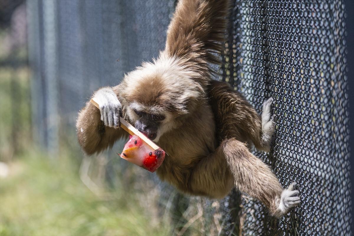 Hayvanat bahçesinde buzlu meyve kokteyli ile serinlediler