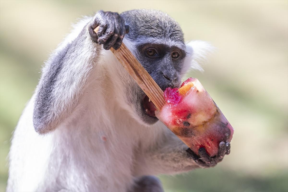 Hayvanat bahçesinde buzlu meyve kokteyli ile serinlediler