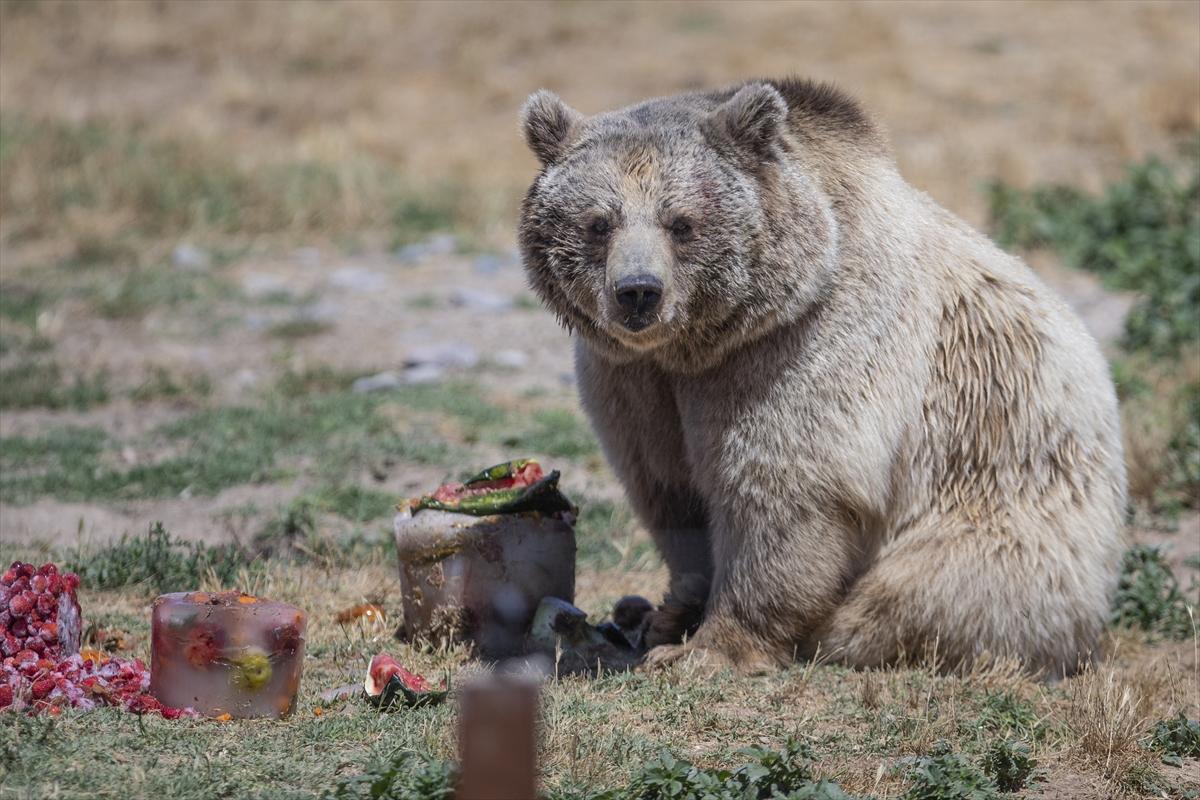 Hayvanat bahçesinde buzlu meyve kokteyli ile serinlediler