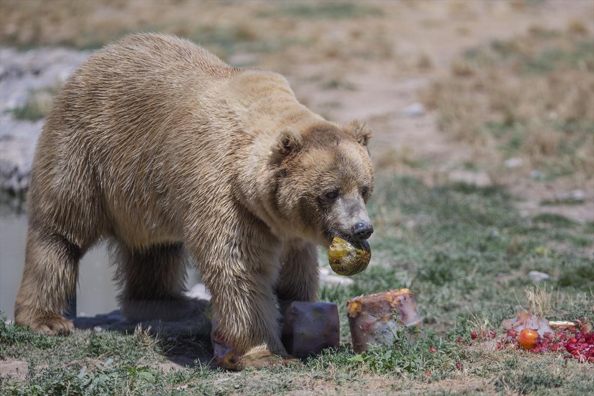 Hayvanat bahçesinde buzlu meyve kokteyli ile serinlediler