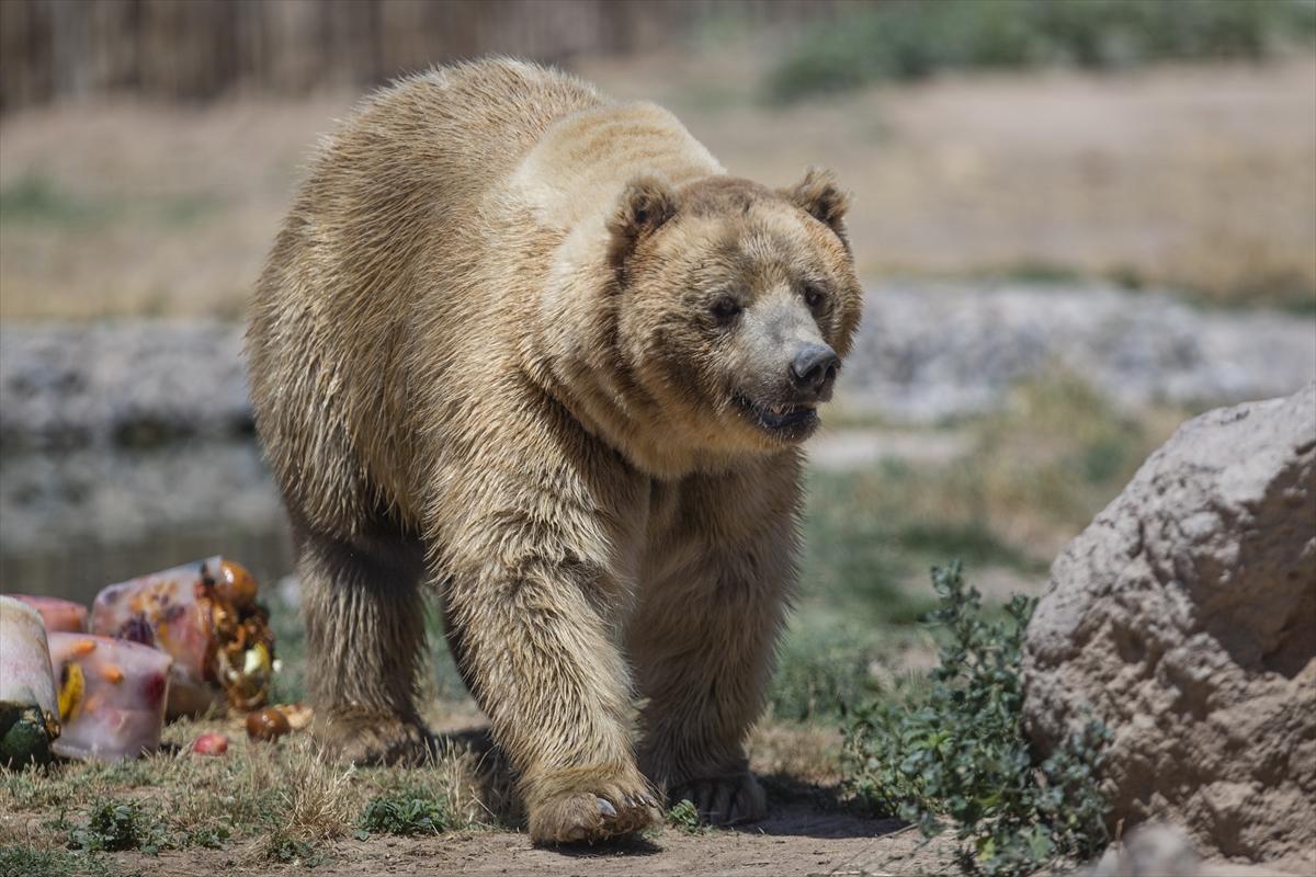 Hayvanat bahçesinde buzlu meyve kokteyli ile serinlediler