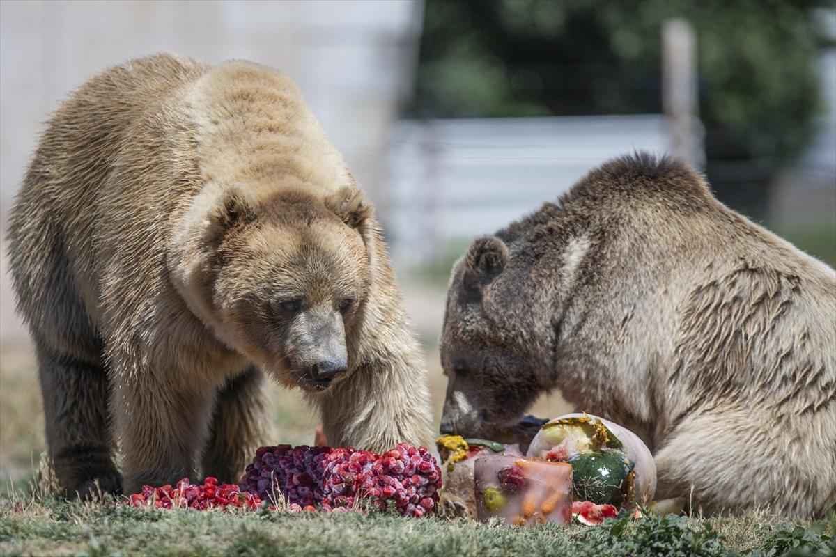 Hayvanat bahçesinde buzlu meyve kokteyli ile serinlediler