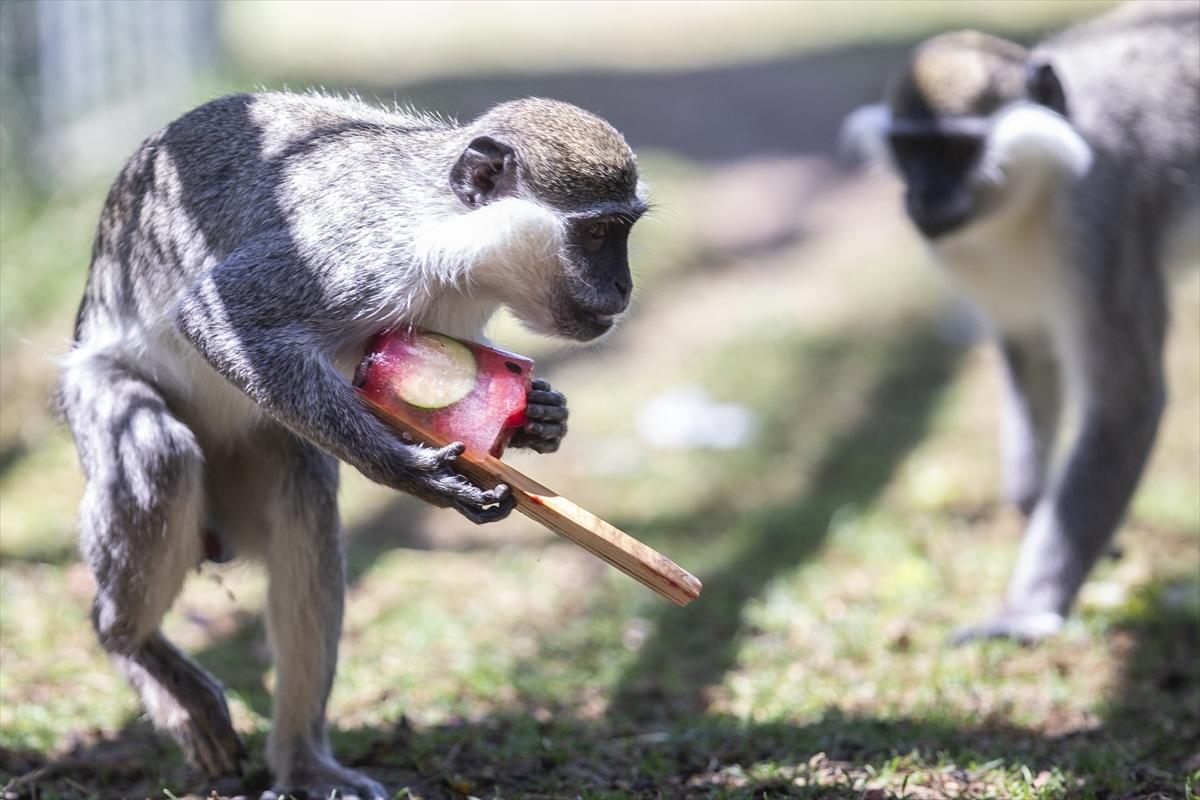Hayvanat bahçesinde buzlu meyve kokteyli ile serinlediler