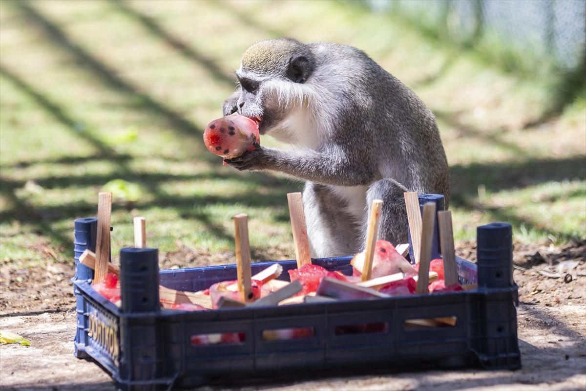 Hayvanat bahçesinde buzlu meyve kokteyli ile serinlediler