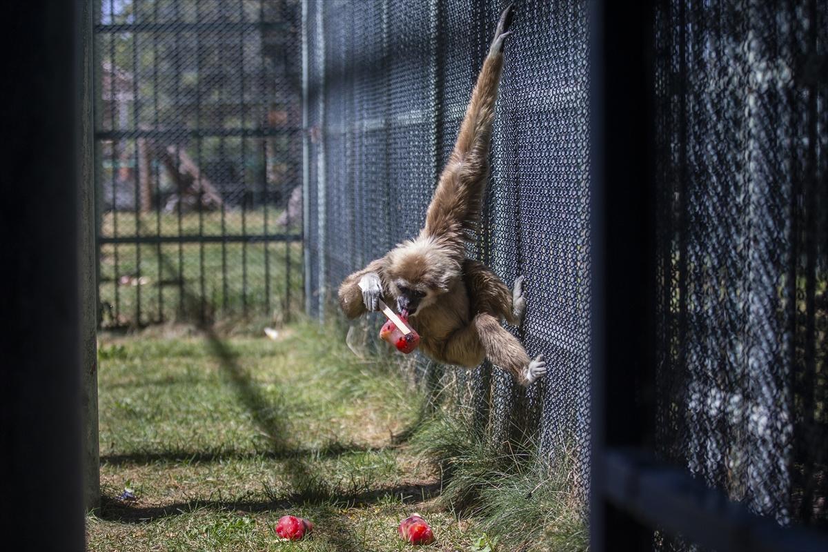 Hayvanat bahçesinde buzlu meyve kokteyli ile serinlediler