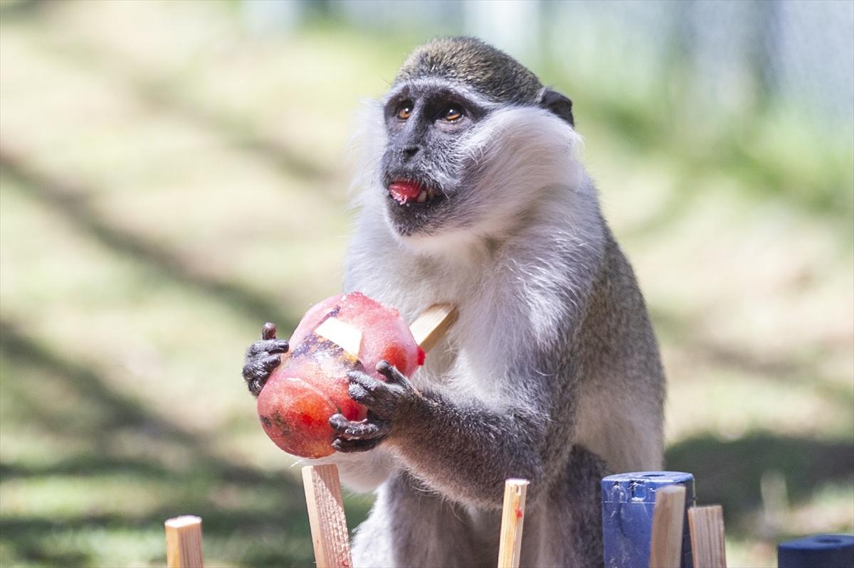 Hayvanat bahçesinde buzlu meyve kokteyli ile serinlediler