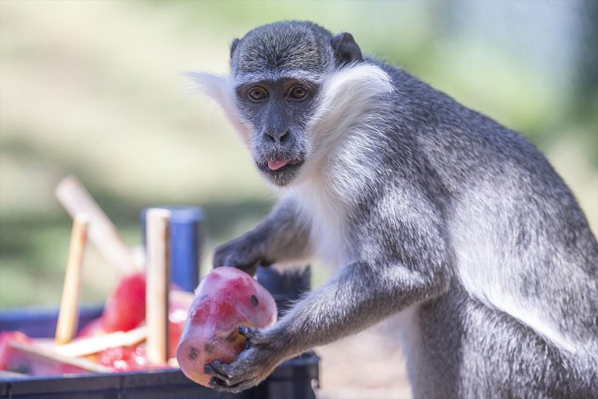 Hayvanat bahçesinde buzlu meyve kokteyli ile serinlediler