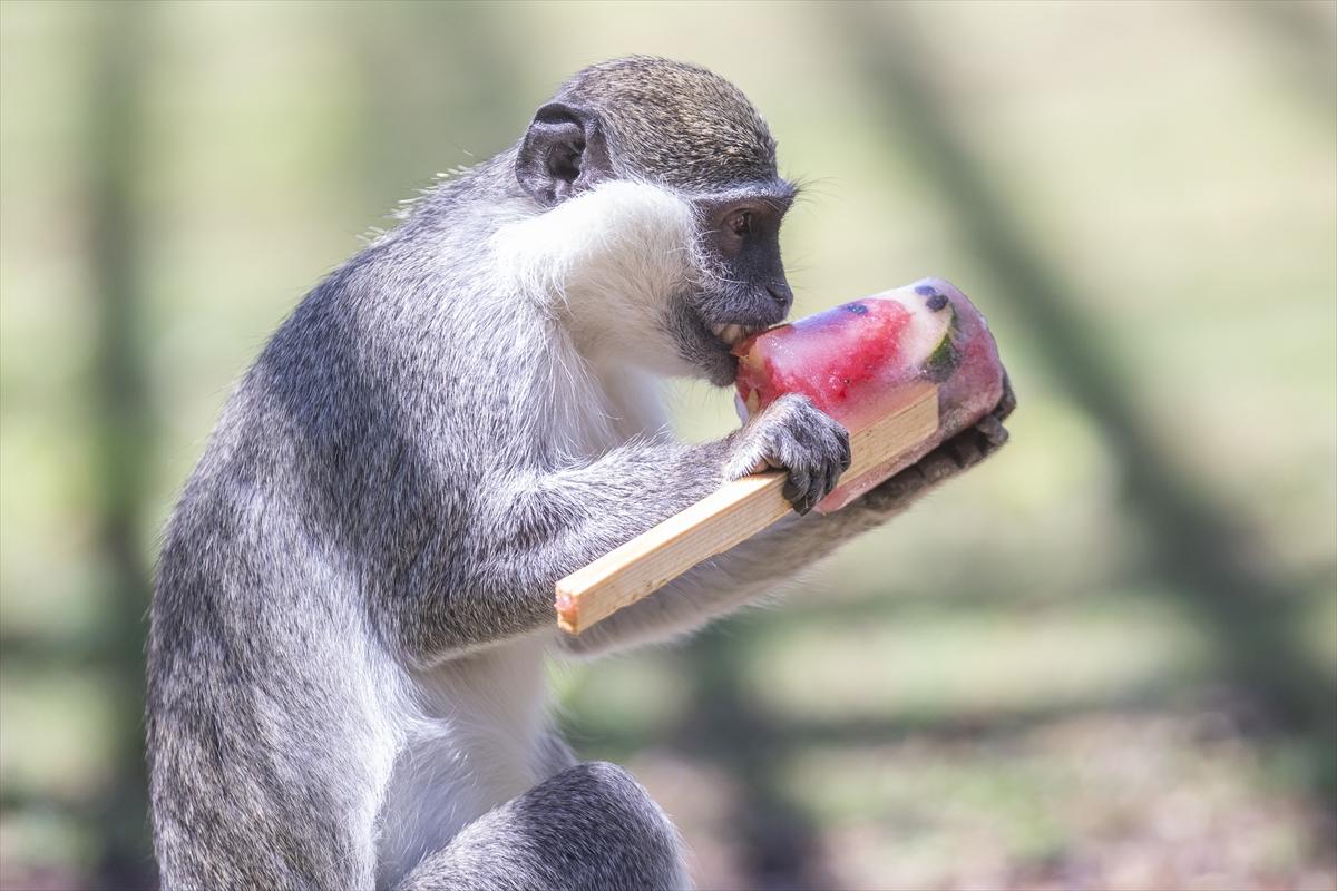 Hayvanat bahçesinde buzlu meyve kokteyli ile serinlediler