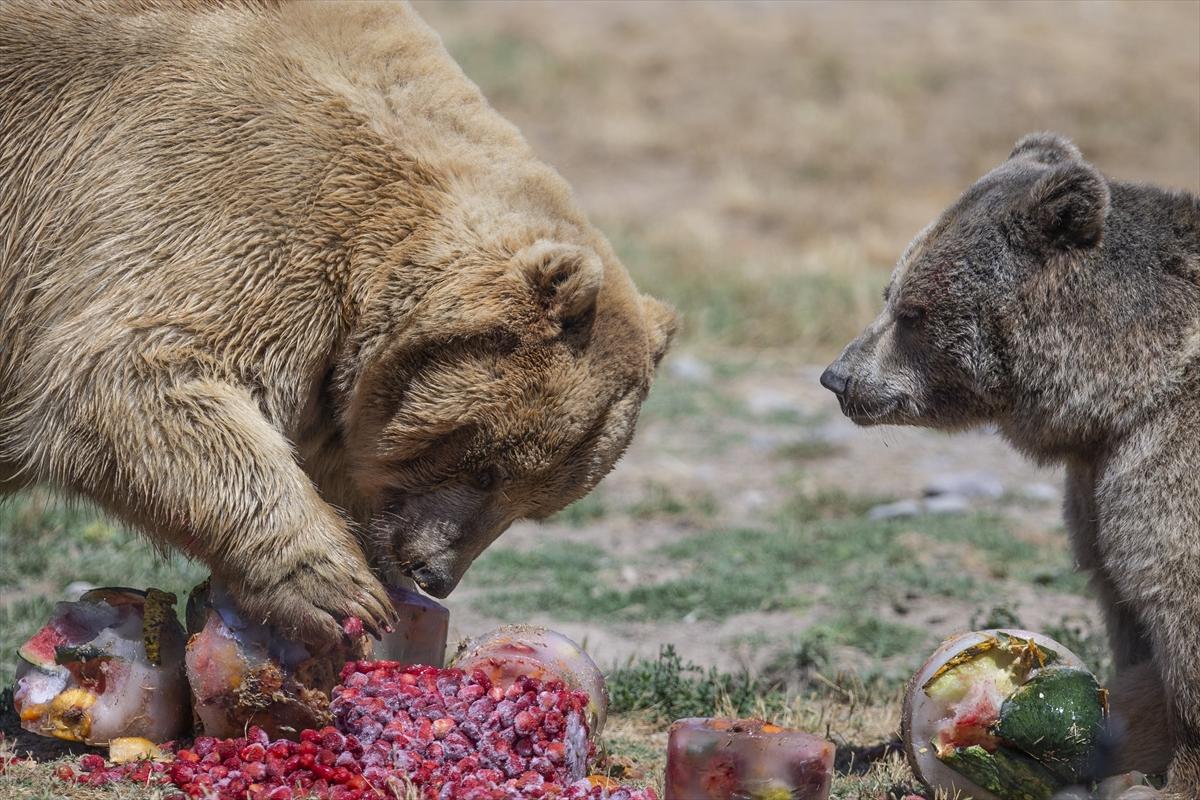Hayvanat bahçesinde buzlu meyve kokteyli ile serinlediler