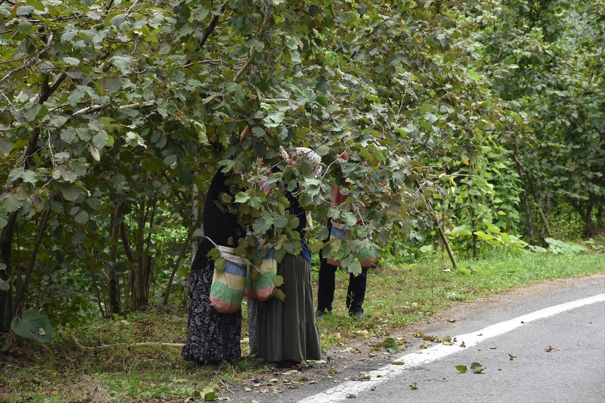 Trabzon, Ordu ve Giresun'da fındık hasadı başladı