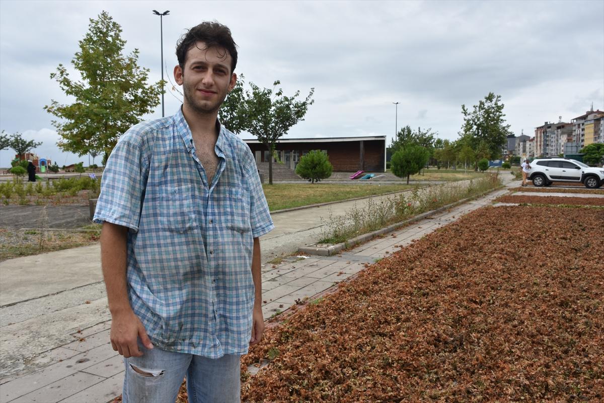 Trabzon, Ordu ve Giresun'da fındık hasadı başladı