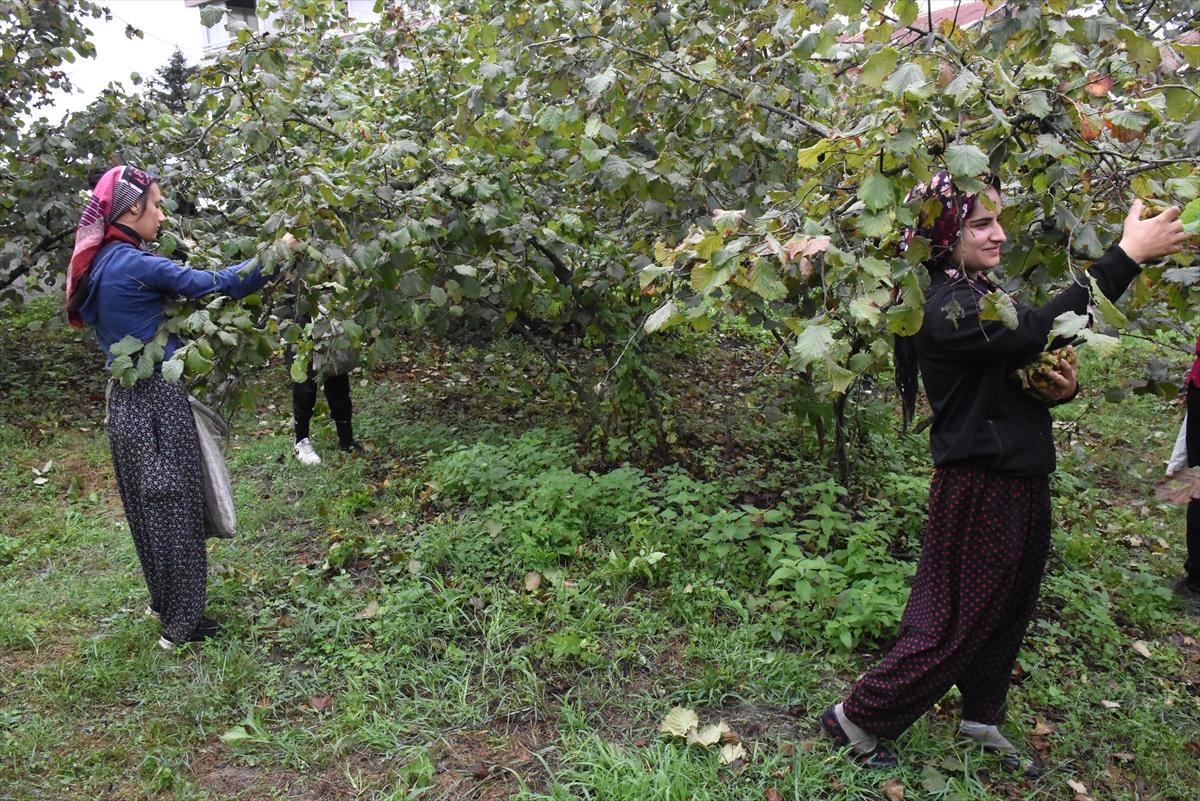 Trabzon, Ordu ve Giresun'da fındık hasadı başladı