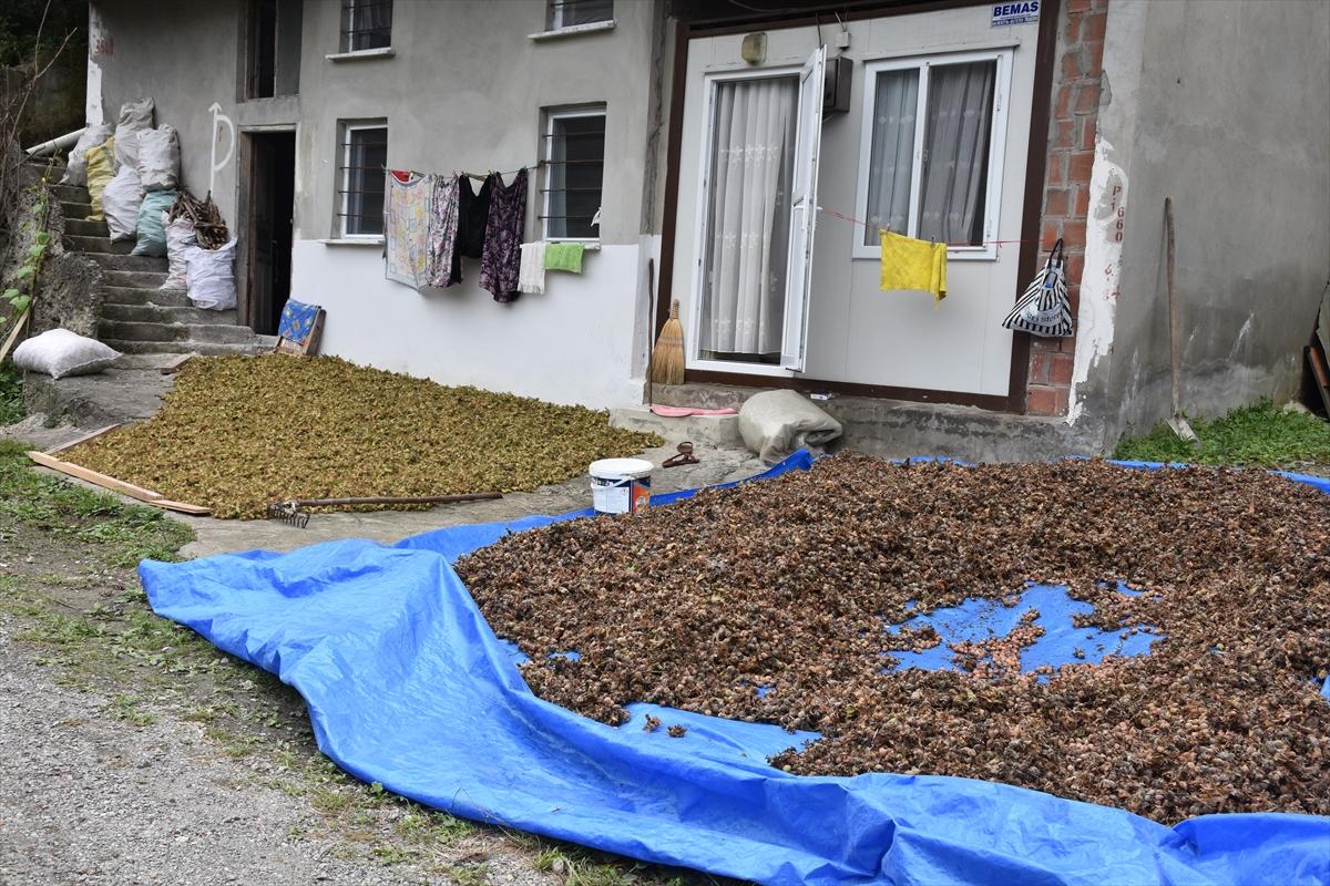 Trabzon, Ordu ve Giresun'da fındık hasadı başladı