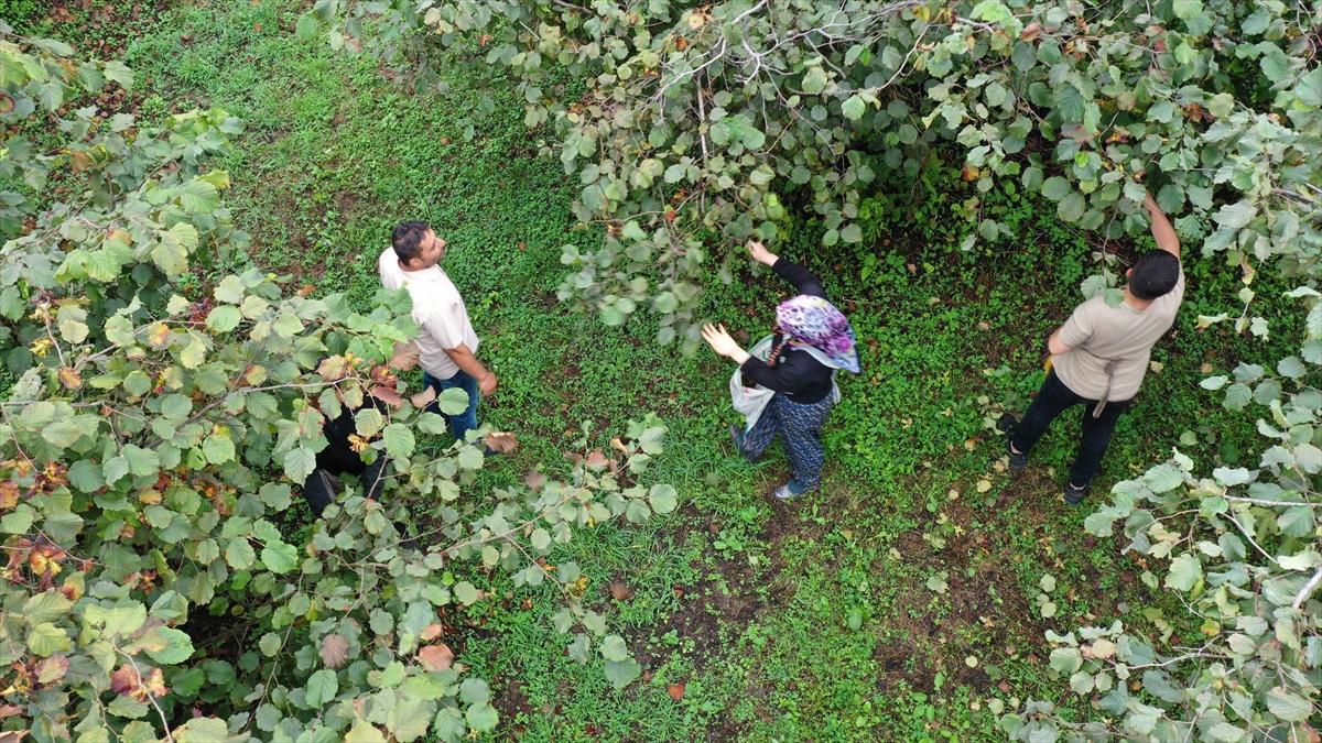 Trabzon, Ordu ve Giresun'da fındık hasadı başladı