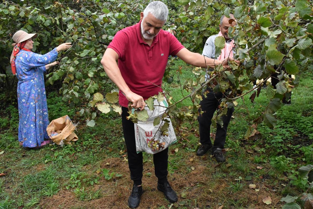 Trabzon, Ordu ve Giresun'da fındık hasadı başladı