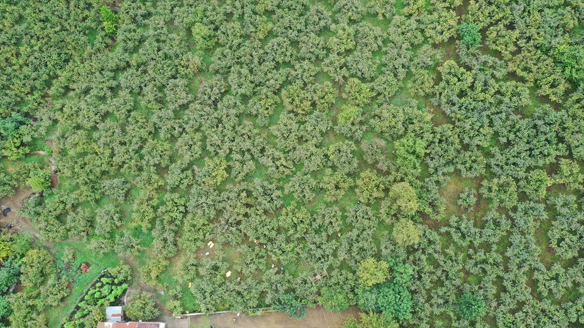 Trabzon, Ordu ve Giresun'da fındık hasadı başladı