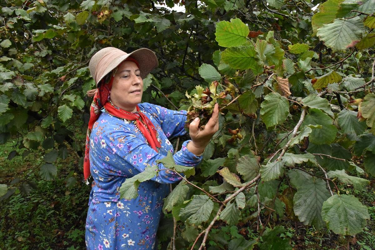 Trabzon, Ordu ve Giresun'da fındık hasadı başladı