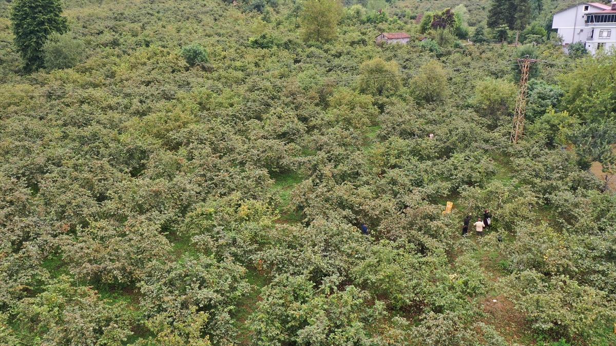 Trabzon, Ordu ve Giresun'da fındık hasadı başladı