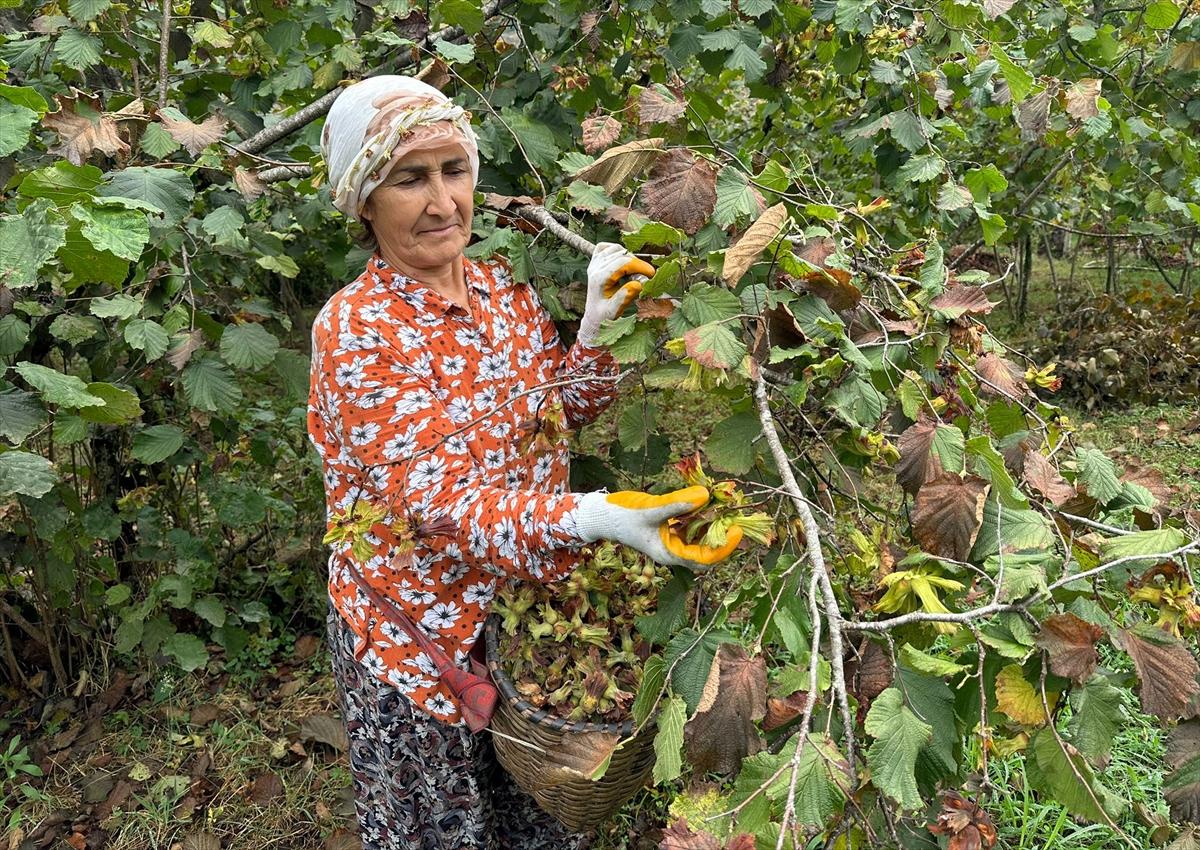 Trabzon, Ordu ve Giresun'da fındık hasadı başladı