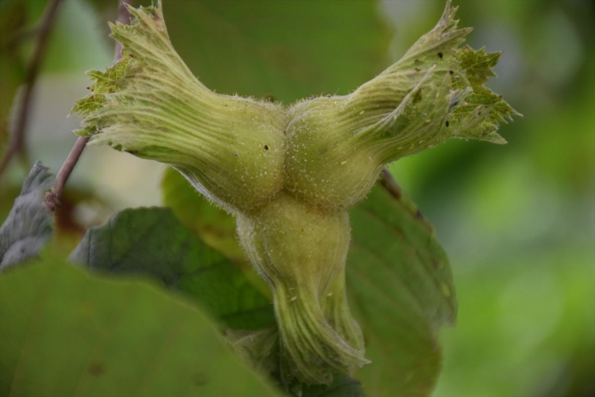 Trabzon, Ordu ve Giresun'da fındık hasadı başladı
