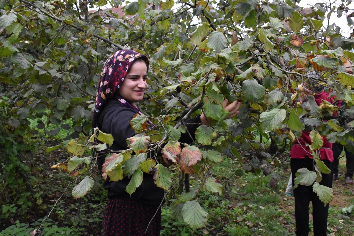 Trabzon, Ordu ve Giresun'da fındık hasadı başladı